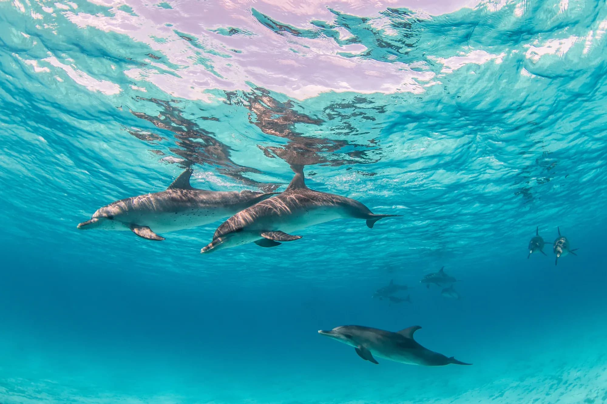 beautiful-shot-cute-dolphins