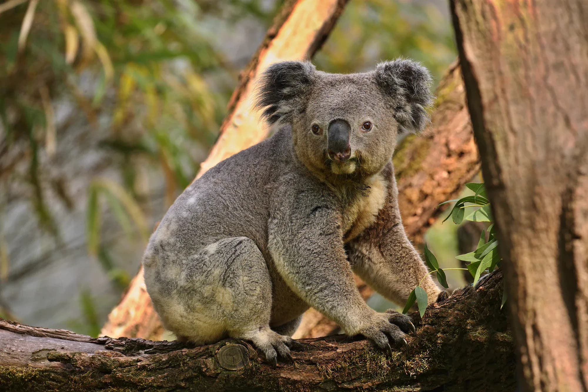 koala-bear-tree