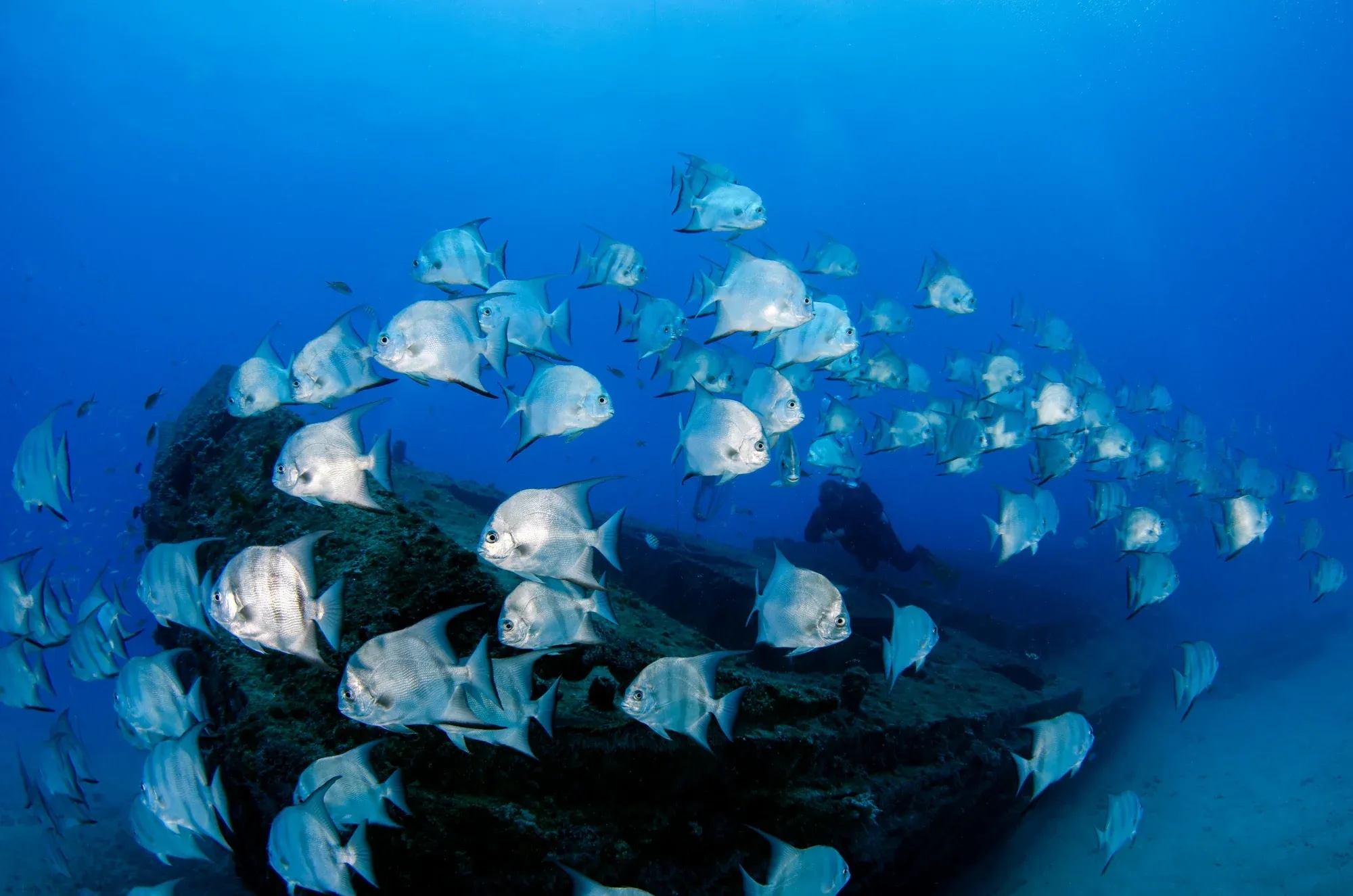 fishes