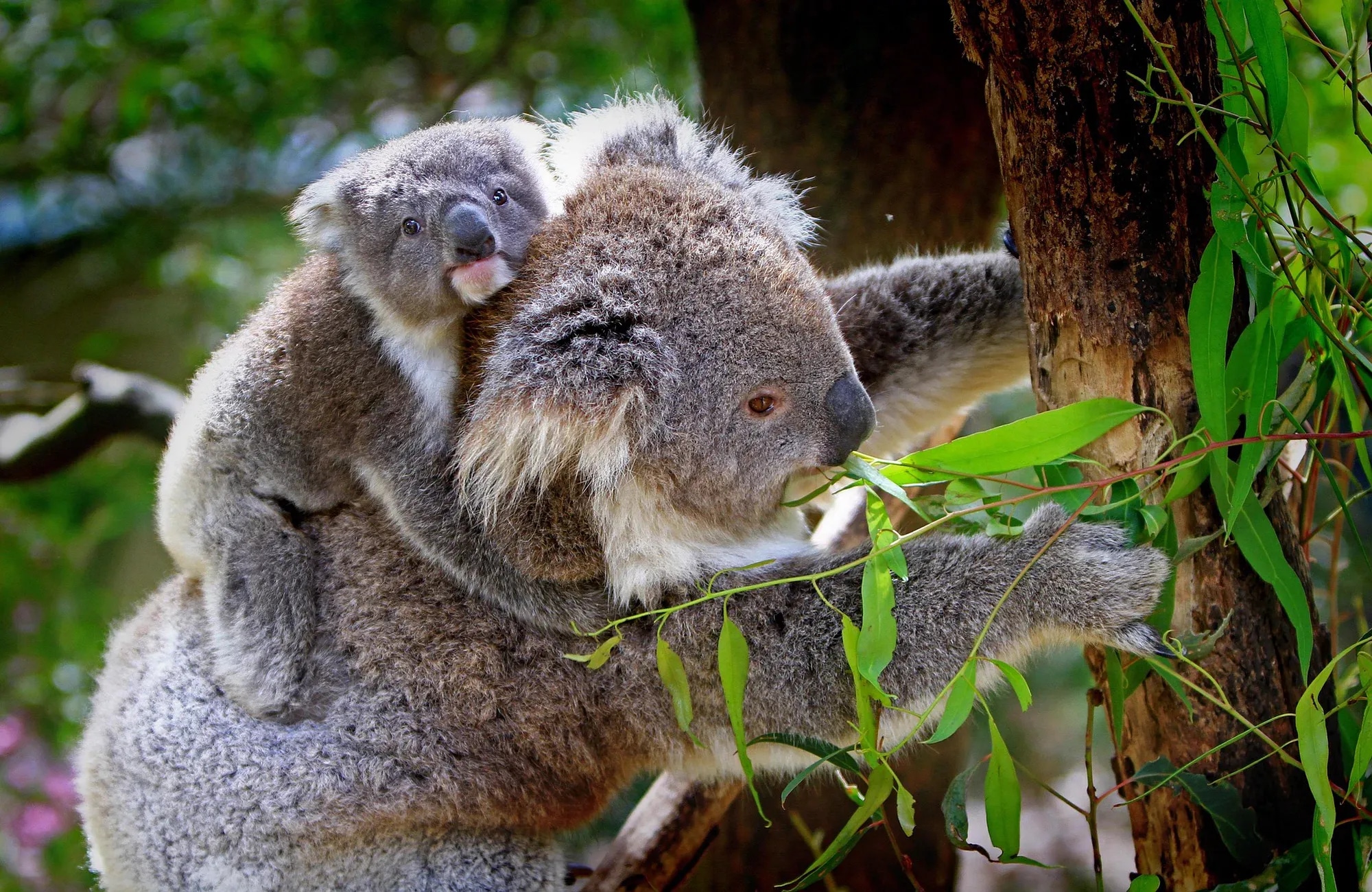 koalas
