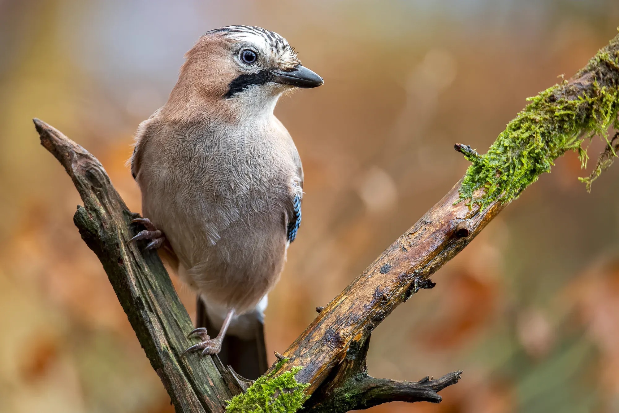 closeup-shot-eurasian-jay-sitting-branch