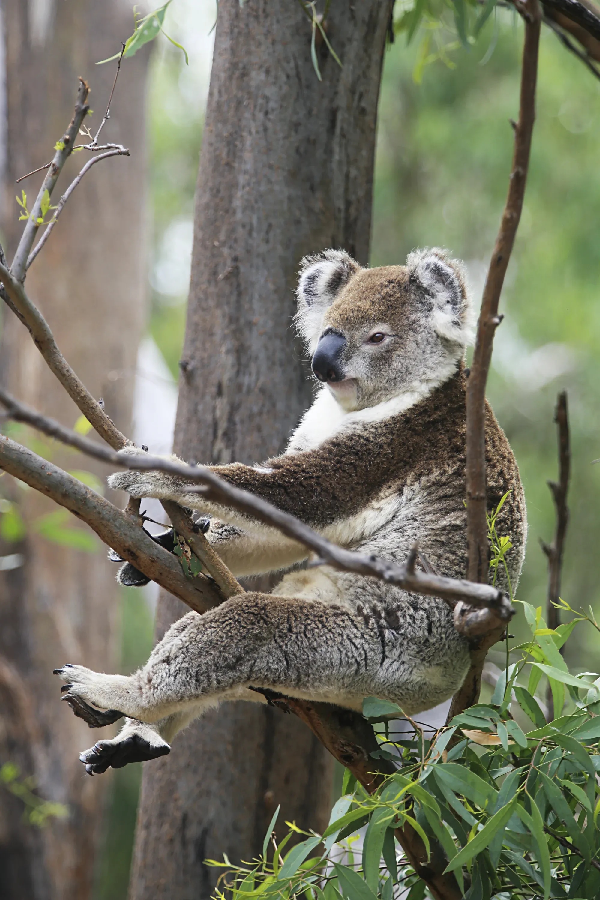 koala-tree